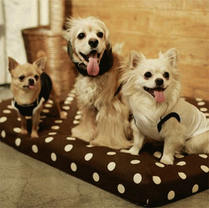 シンプルで良質な、シックな雰囲気の愛犬ファッション