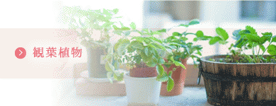 観葉植物